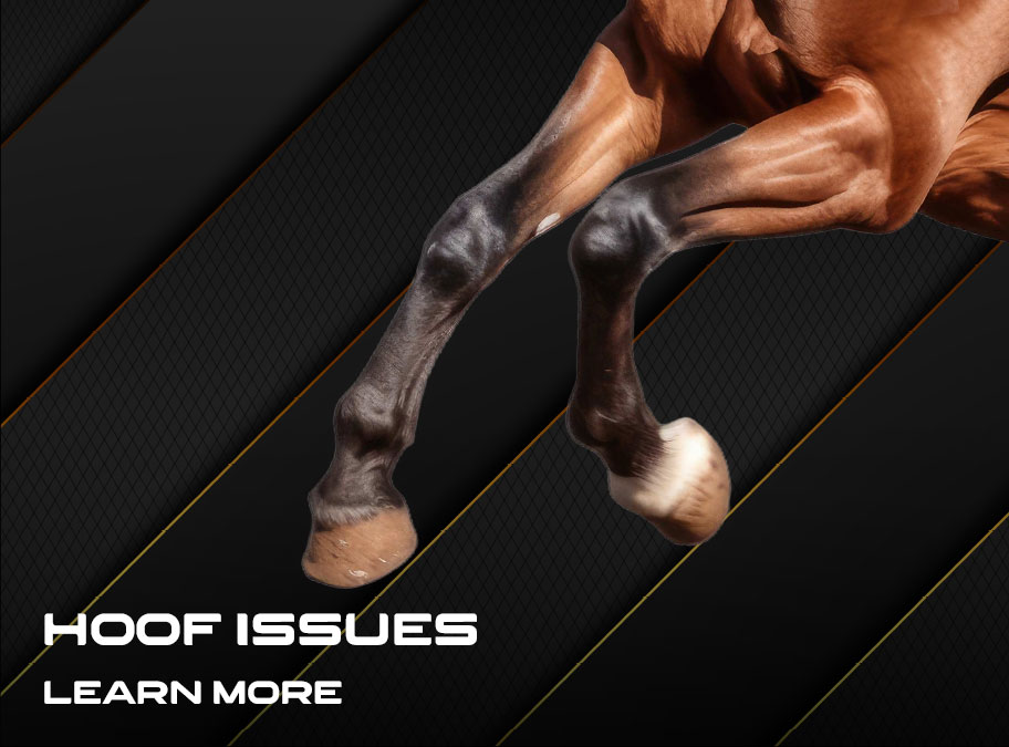 i_os_horse_b