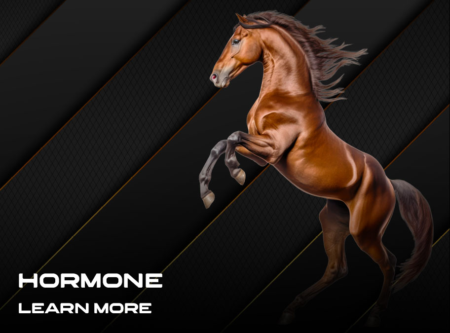 i_os_horse_d